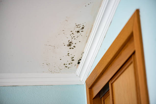 Best Mold Testing  in Pinconning, MI