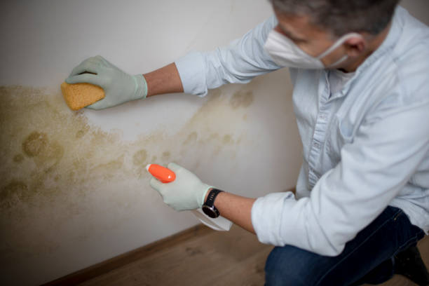Best Mold Removal and Inspection  in Pinconning, MI