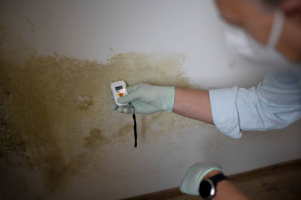 Mold Removal and Inspection in Pinconning, MI