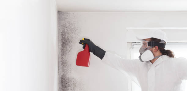 Attic Mold Removal in Pinconning, MI