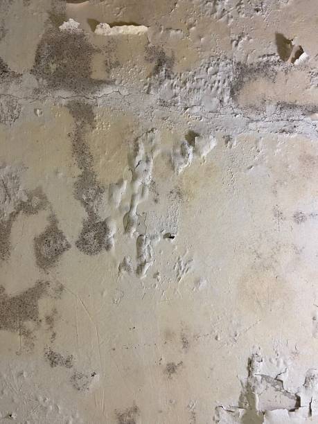 Best Residential Mold Removal  in Pinconning, MI