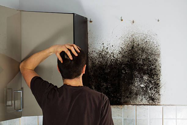 Best Crawl Space Mold Removal  in Pinconning, MI