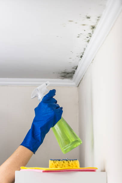 Best Commercial Mold Removal  in Pinconning, MI