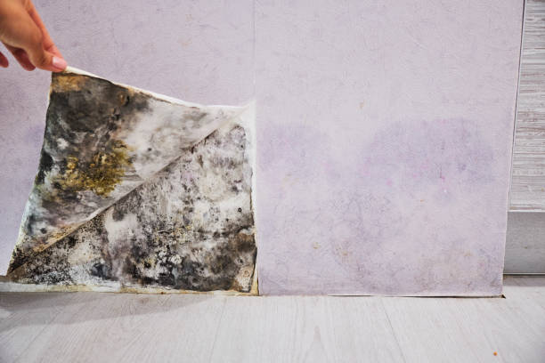 Best Crawl Space Mold Removal  in Pinconning, MI